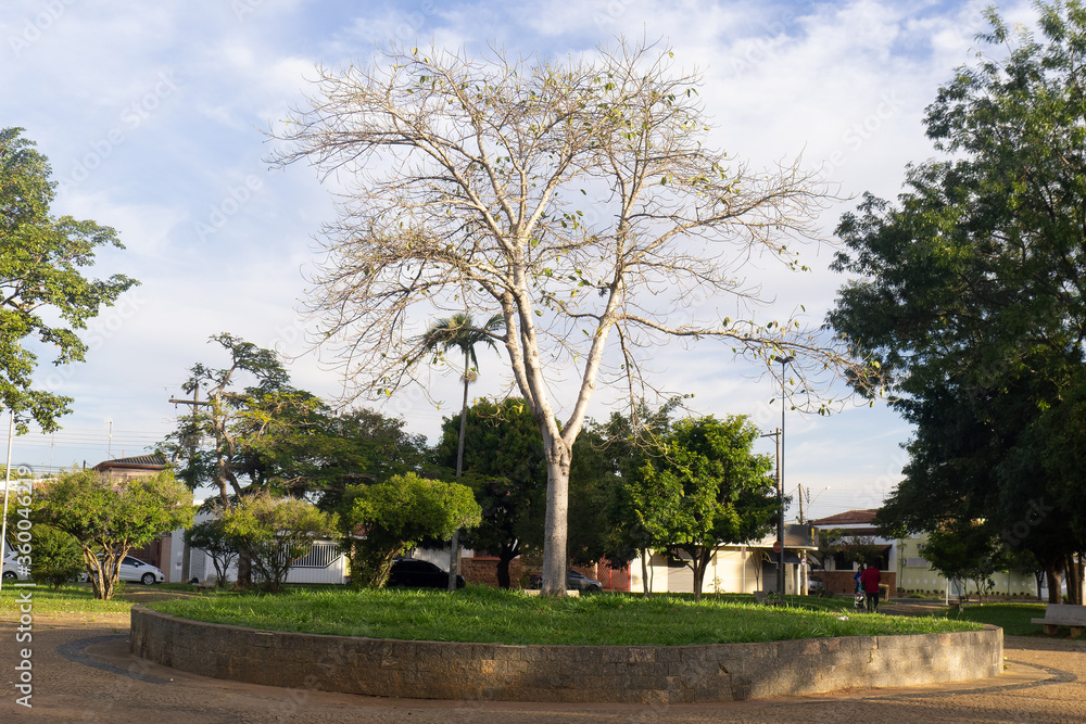 Árvore em uma praça em Rio Claro SP