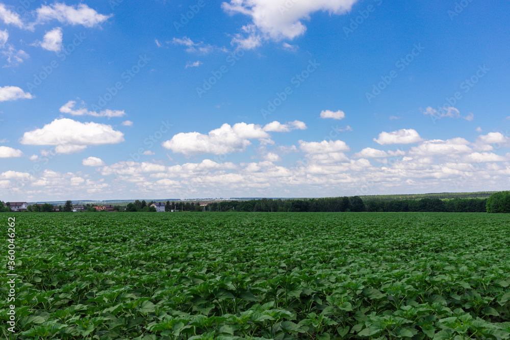 Bright green field of growing sunflower, blue summer sky and clouds. High quality photo