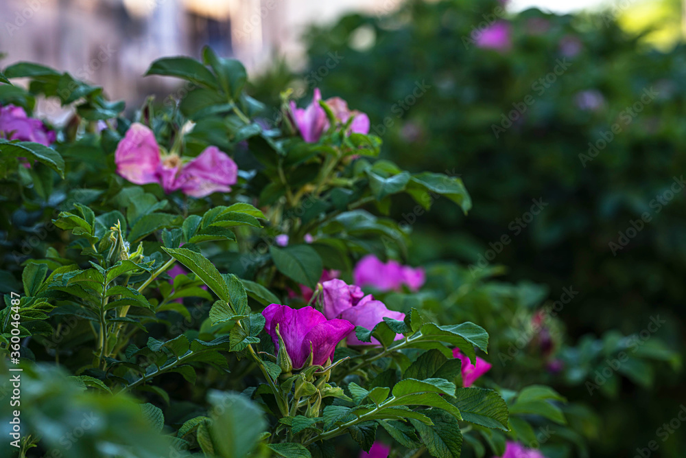 rosehip bushes with flowers and buds on a city street close up