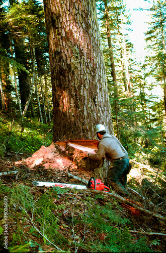 Canvas-taulu Sweet Home, Oregon, Oregon - 10/9/1998: A logger falling an old growth Douglas Fir tree