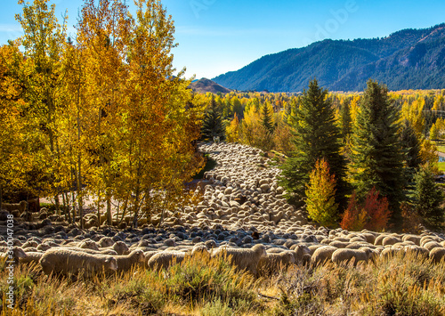 Obraz na plátne Hailey, Idaho, A flock of sheep is being brought down from high pasture and driven through Ketchum as part of the trailing of the sheep festival in Hailey