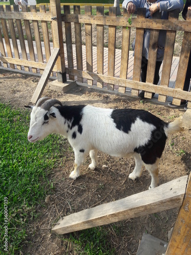 Goats in a petting zoo in Lima Peru 2019