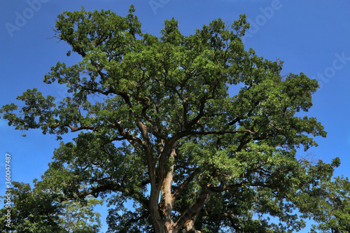 Imponente quercia centenaria in un paesaggio collinare  si staglia sul blu del cielo in una giornata d   estate  dettagli del tronco e dei rami