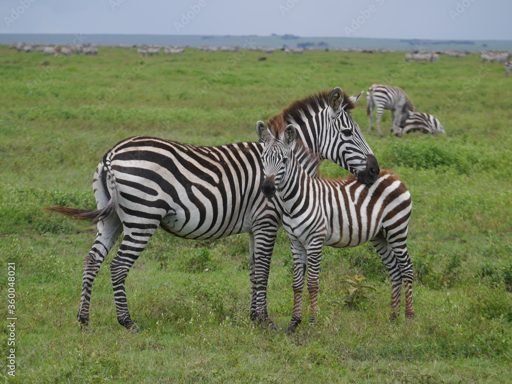 mother and child zebra in the field mother and child zebra in the field