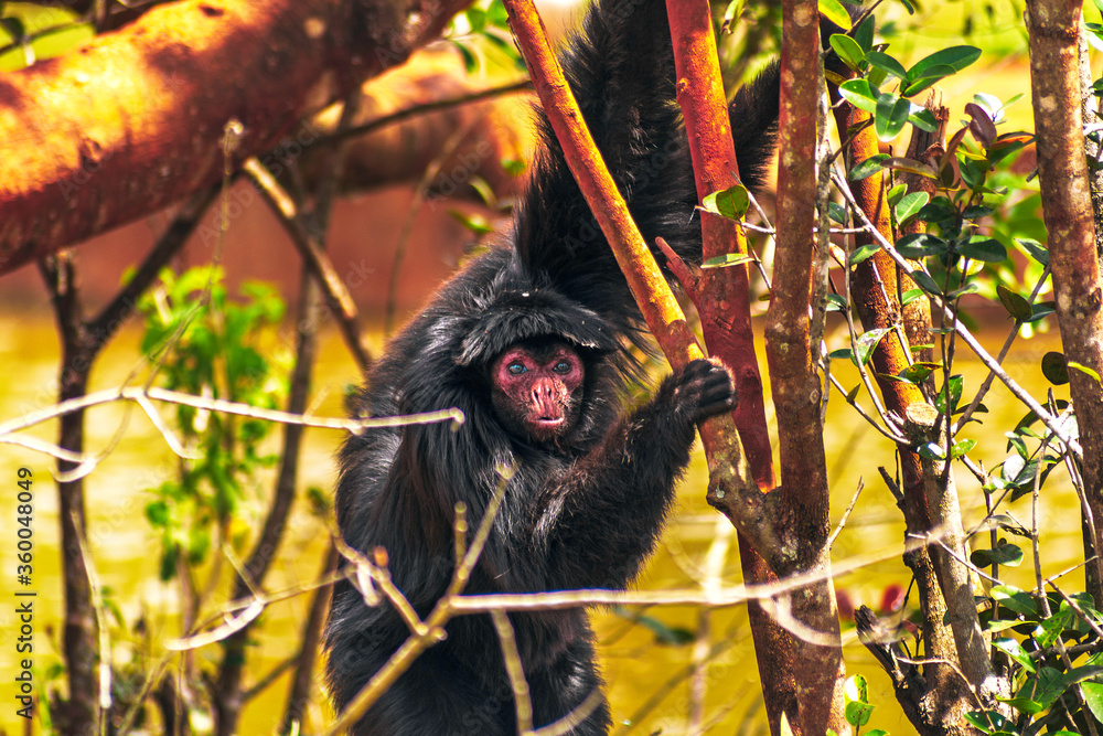 Wild animal at the zoo. Spider monkey, endangered species in simulated