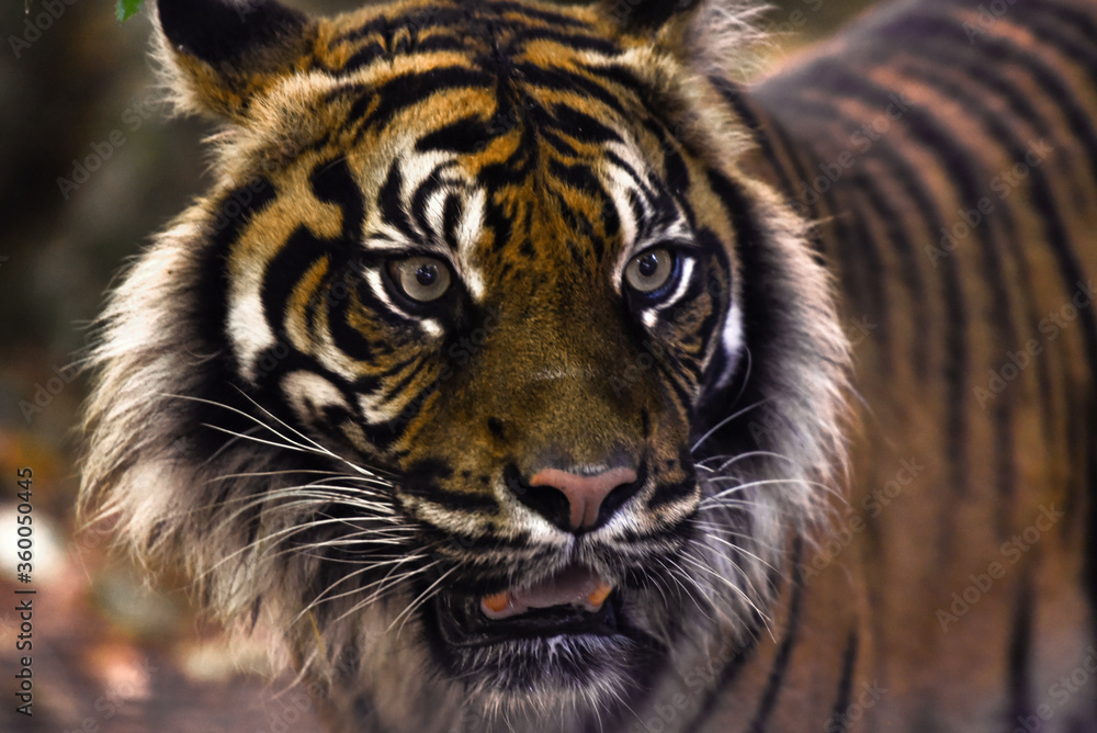 tiger tiger