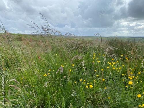 Long grasses, and wild flowers, on the edge of the moor above, Cowling, Keighley, UK