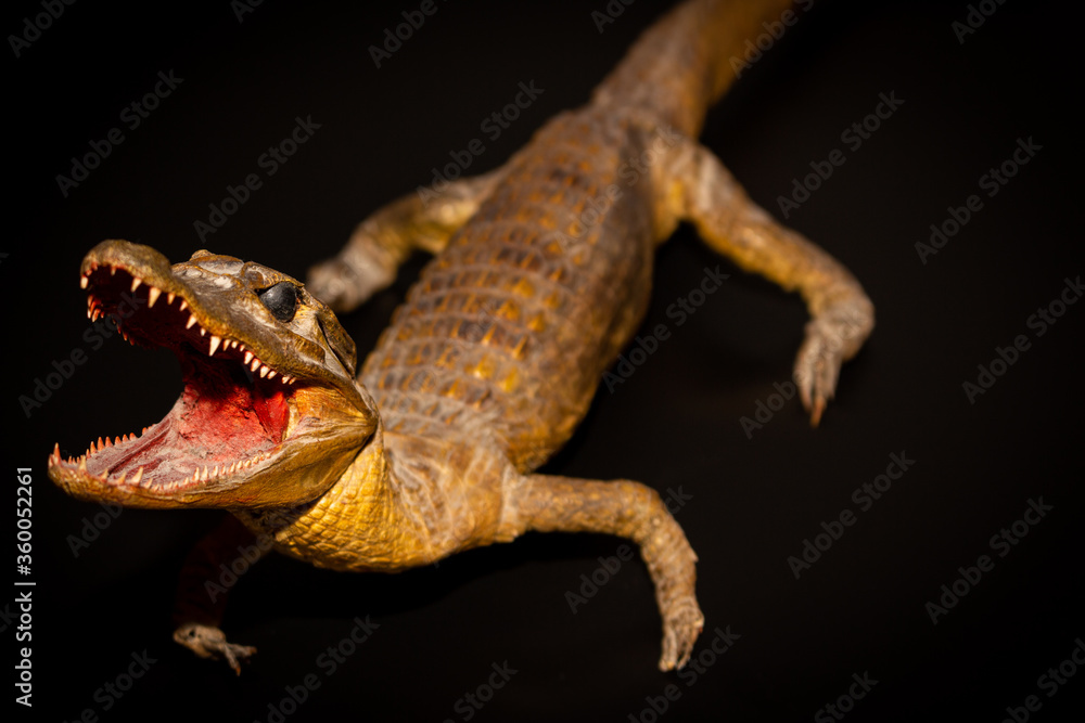 Obraz premium Stuffed crocodile over 100 years old