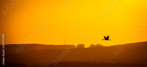 White stork flying in the sky at sunset