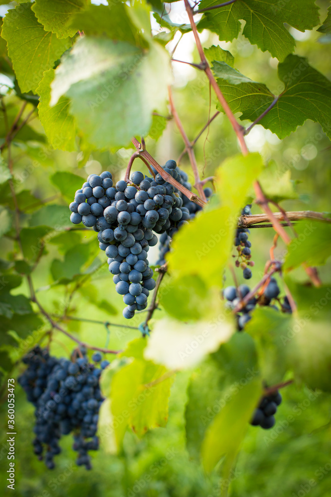 Ripe red grapes in a vineyard (color toned image)