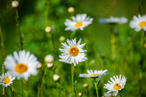 Wild spring flowers in the grass field