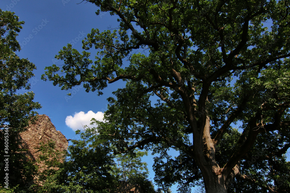 Imponente quercia centenaria in un paesaggio collinare, si staglia sul blu del cielo in una giornata d’estate, dettagli del tronco e dei rami Imponente quercia centenaria in un paesaggio collinare, si staglia sul blu del cielo in una giornata d’estate, dettagli del tronco e dei rami