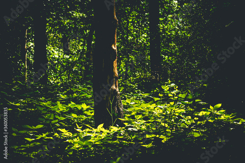 green tree branches