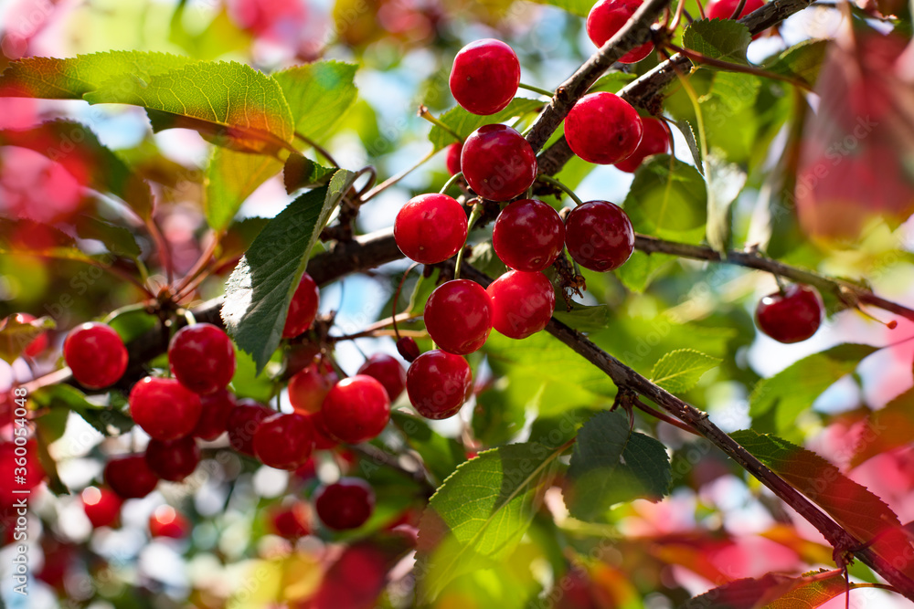 Background with red cherries. Ripe fresh cherry Background with red cherries. Ripe fresh cherry