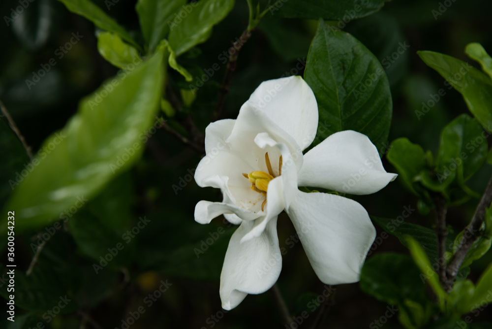 花 花