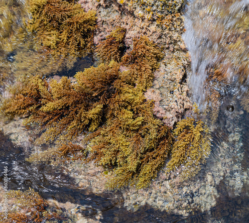 Seaweeds on a semi submerged rock