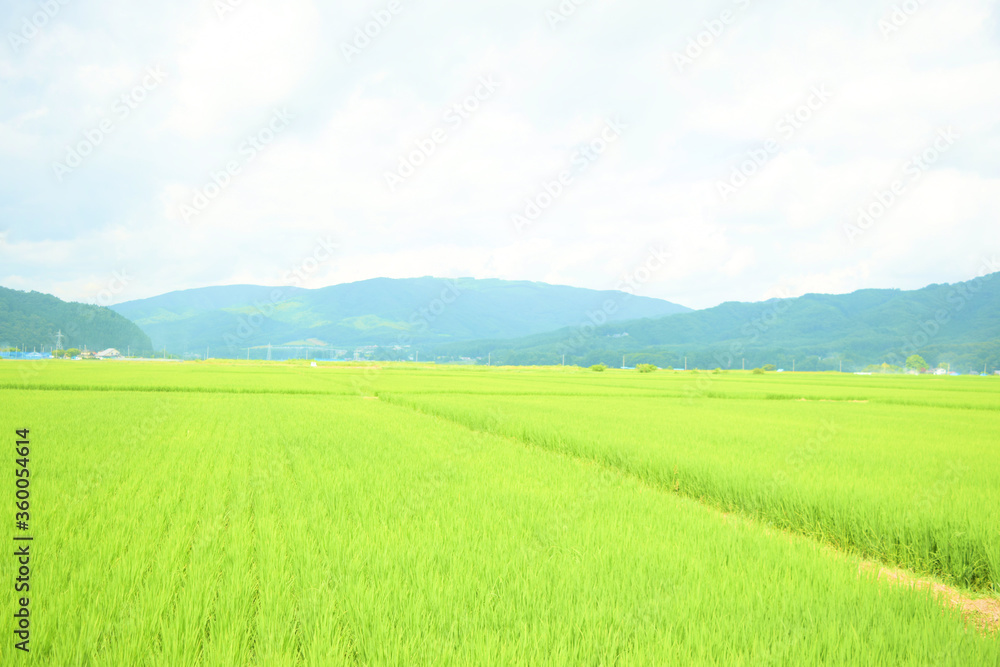 Obraz premium 道端の景色