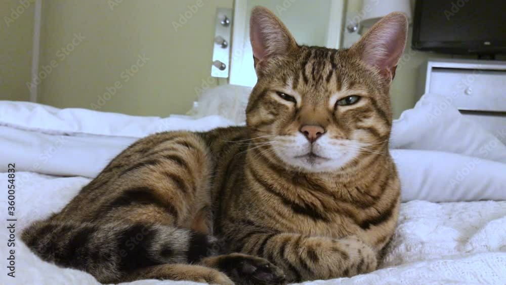 4K Bengal cat lying down on the bed falling asleep 4K Bengal cat lying down on the bed falling asleep
