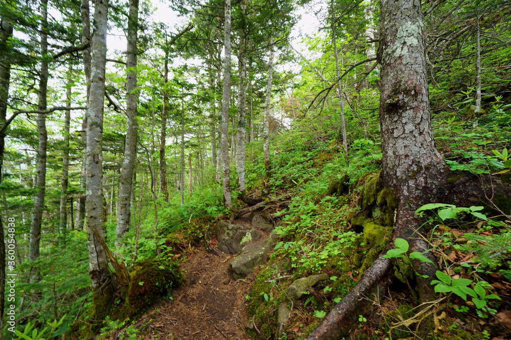 Fototapeta premium 登山道