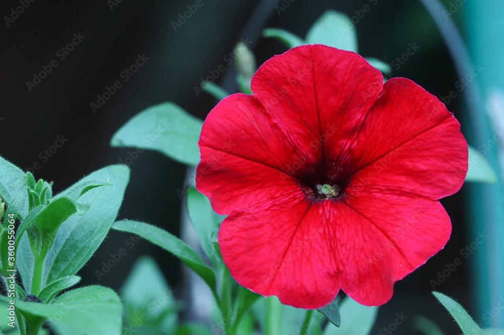 Red flower of petunia. Red petunia. Petunia in the garden. Gardening. Summer flowers Red flower of petunia. Red petunia. Petunia in the garden. Gardening. Summer flowers