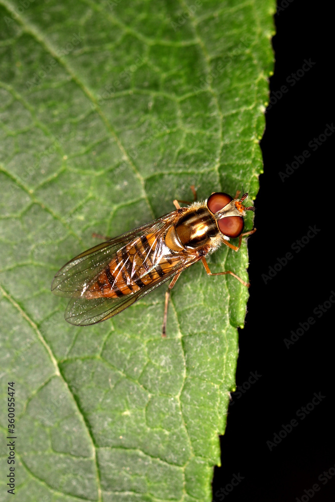 Marmalade hoverfly (Episyrphus balteatus) resting on leaf.