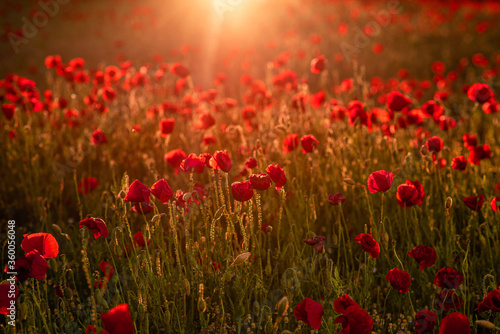 field of red poppies © Marius Igas