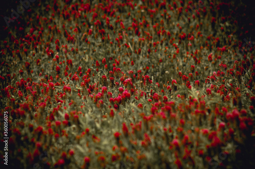 field of poppies © maaramore© 