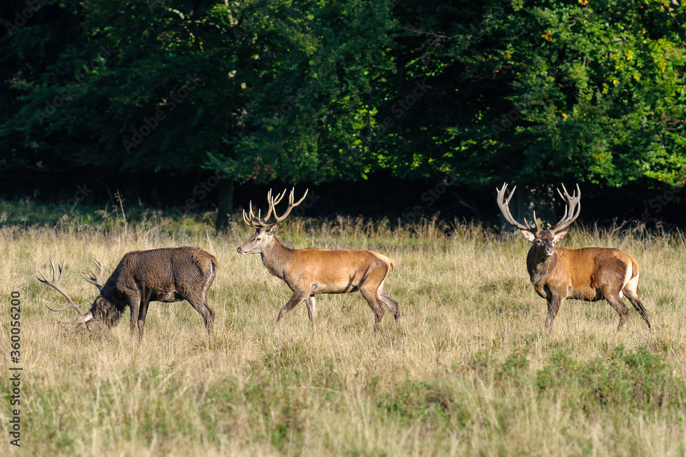 Fototapeta premium Red deer, red deer