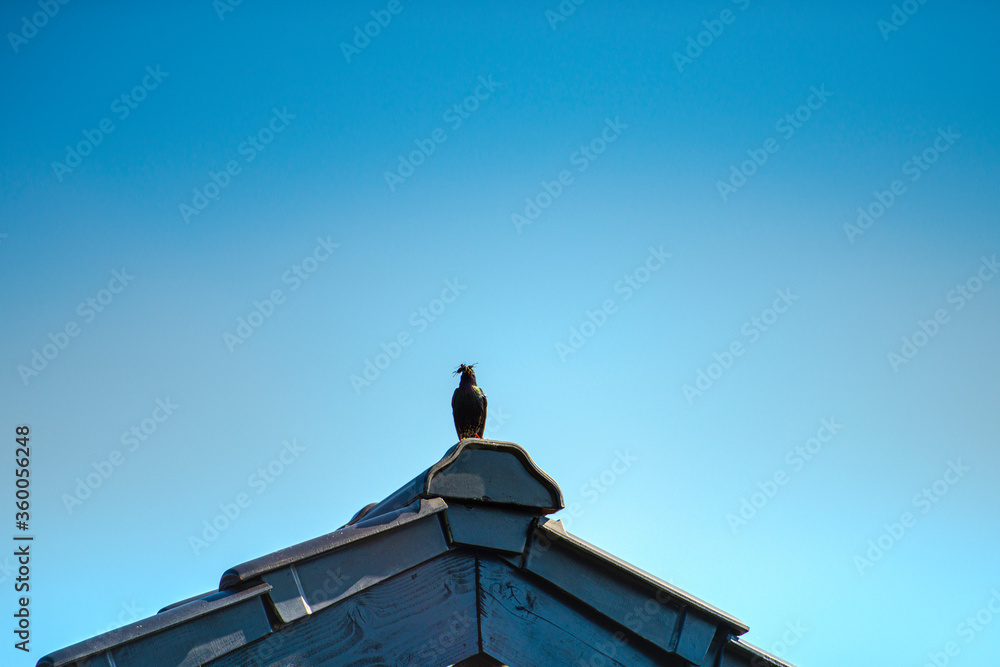 Bird on the top of roof
