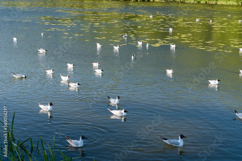 Birds on Czos lake in Mragowo, Poland.