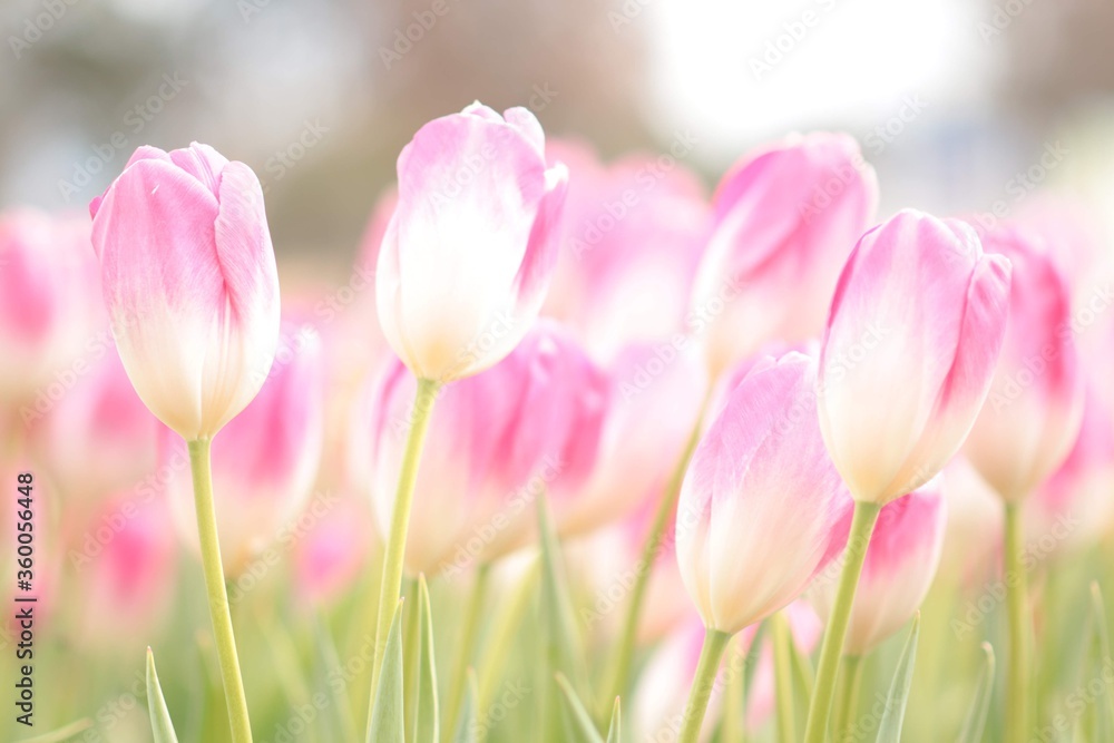 Fototapeta premium kwiat