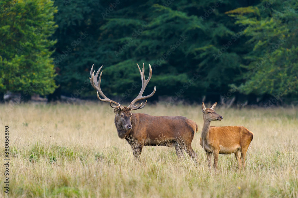 Obraz premium Red deer, red deer