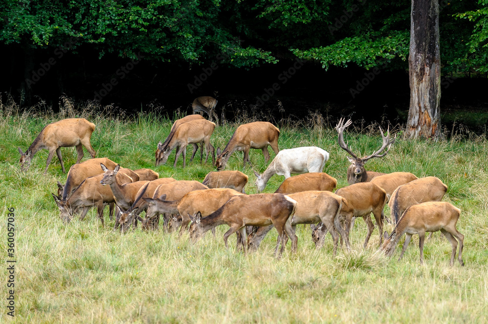 Red deer, red deer Red deer, red deer