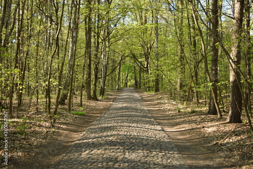 Fototapeta Naklejka Na Ścianę i Meble -  Cobbled path among the trees in the Łagiewnicki forest in Łódź in Poland