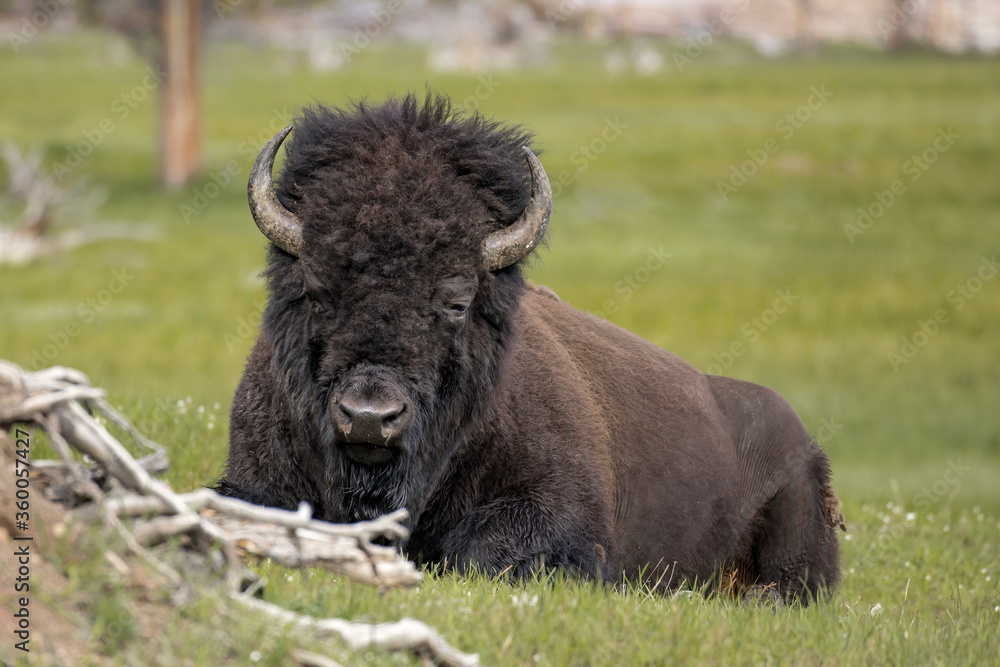 Fototapeta premium Portrait of bison laying down.
