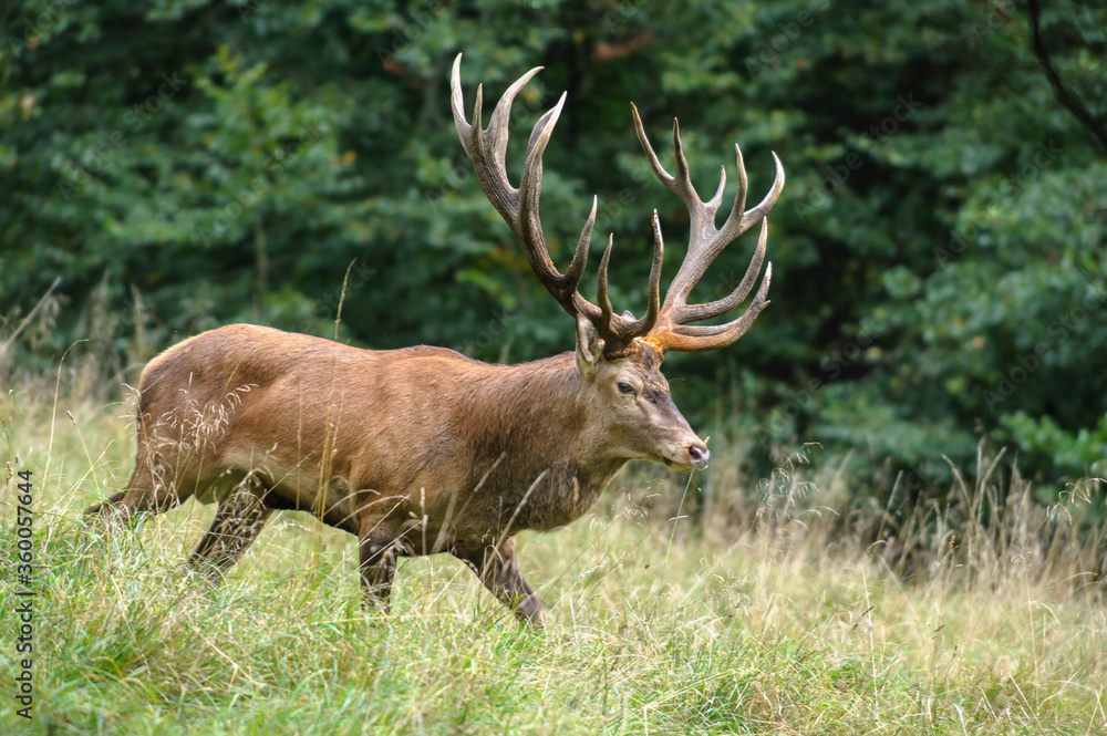 Red deer, red deer Red deer, red deer