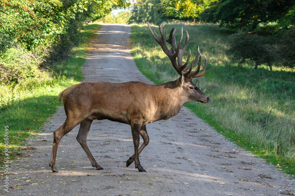 Fototapeta premium Red deer, red deer