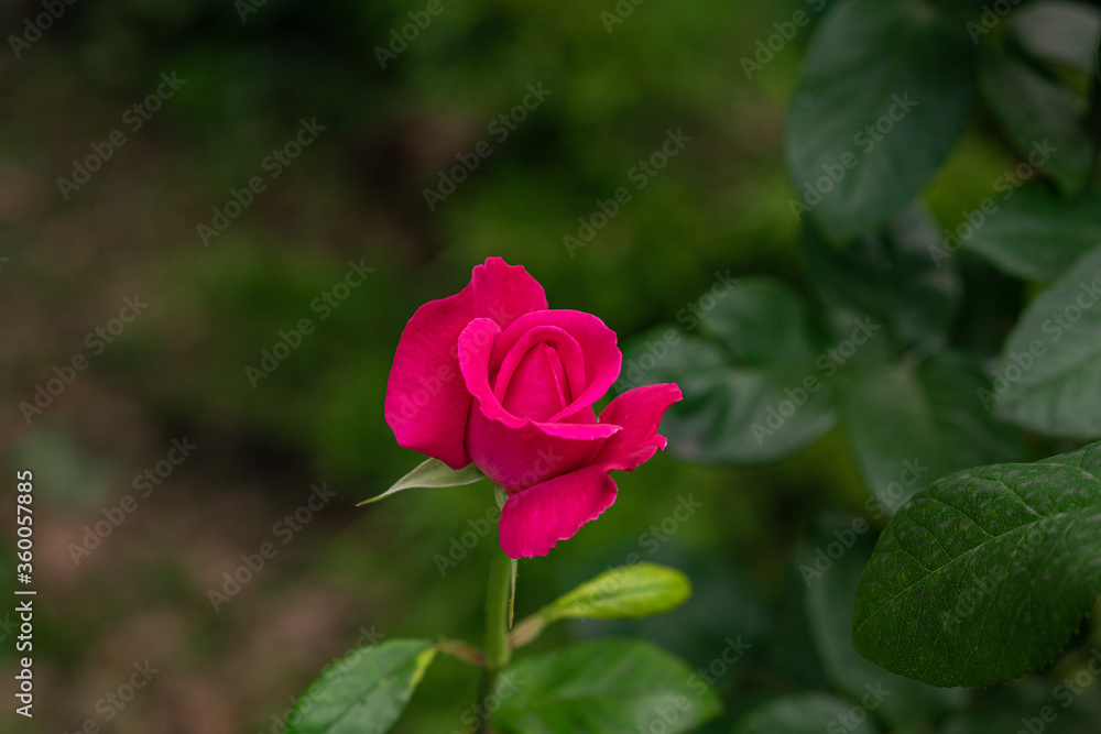 pink rose in garden