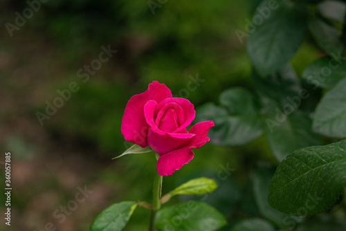 Wallpaper Mural pink rose in garden Torontodigital.ca