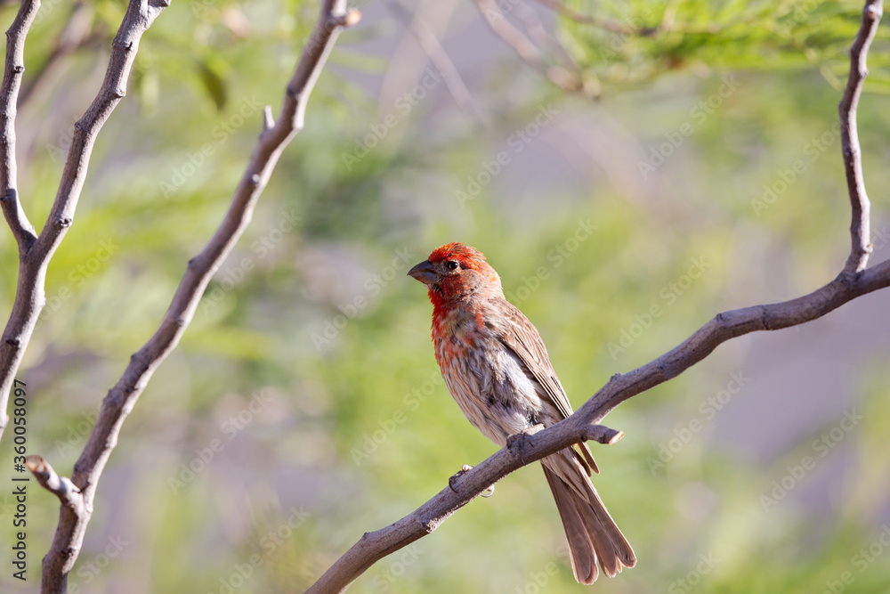 Male house finch perched on backyard mesquite tree branch Male house finch perched on backyard mesquite tree branch