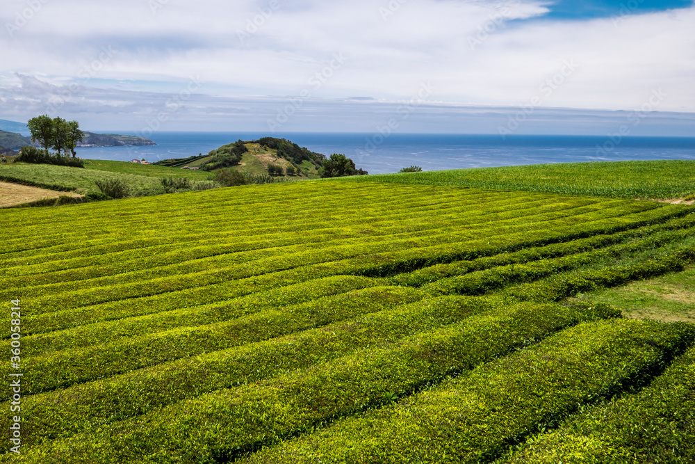 Growing green tea - a tea plantation in Sao Miguel Island, Azores, Portugal