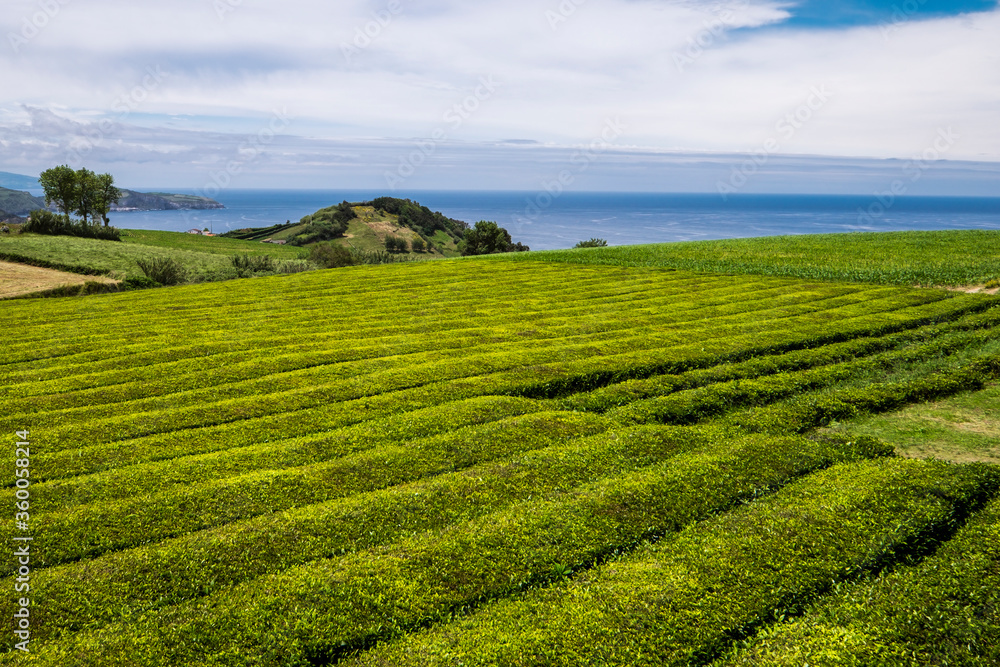 Growing green tea - a tea plantation in Sao Miguel Island, Azores, Portugal Growing green tea - a tea plantation in Sao Miguel Island, Azores, Portugal