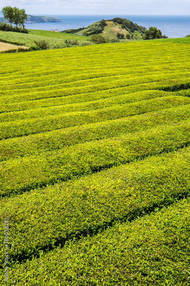 Growing green tea - a tea plantation in Sao Miguel Island, Azores, Portugal