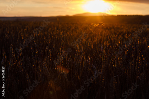 field of ripe wheat with sun flare