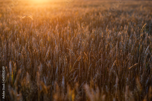 field of ripe wheat with sun flare