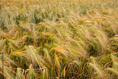 beautiful  barley field almost ripe detail