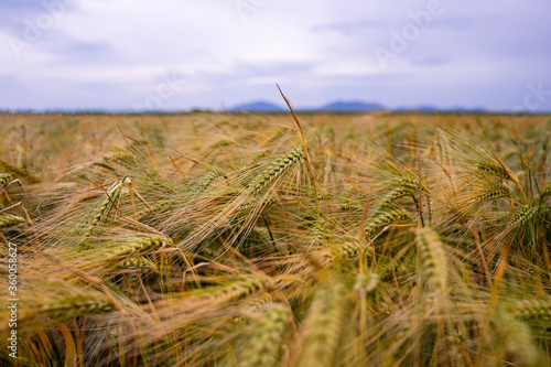 beautiful  barley field almost ripe detail