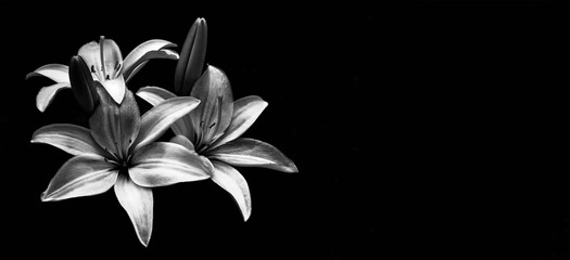 Sympathy card with lilies isolated on black background