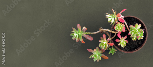 Top view of sedum palmeri in flower pot