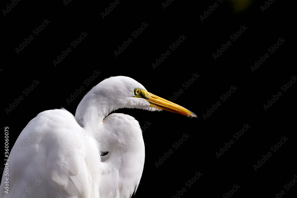 Black background accents elegance of Great Egret Black background accents elegance of Great Egret